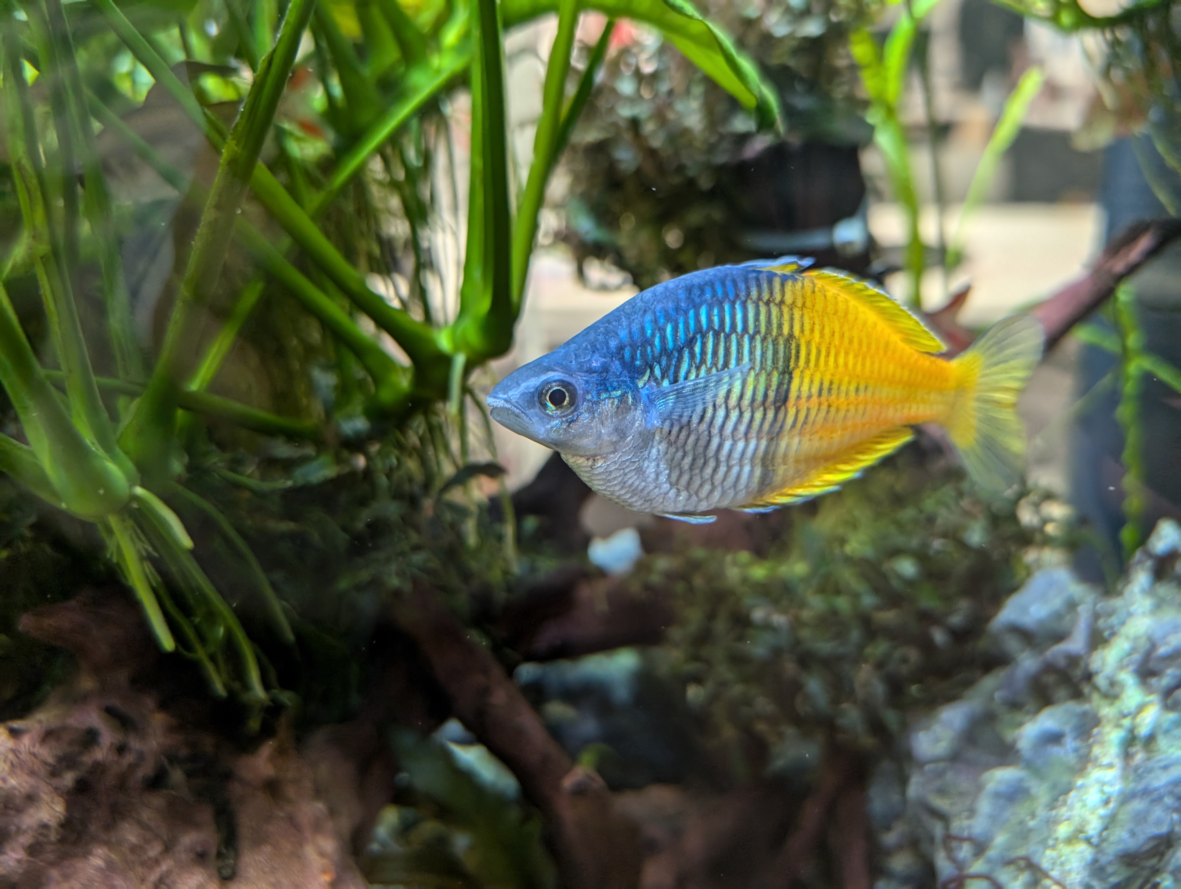 A blue-and yellow fish in a tank.